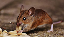 Find Exterminators in Yadkin County